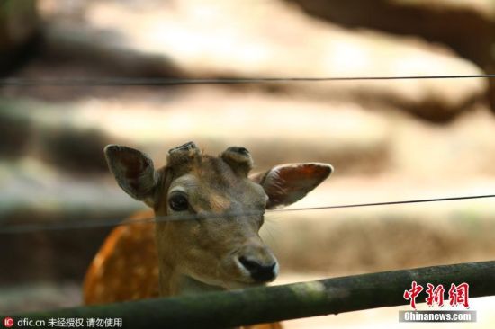 有什么动物是不伤害同类的 U421P935T2D16343F12DT20160525152812.jpg