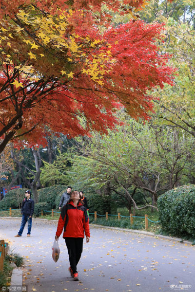 　2018年11月15日，济南，色彩艳丽的树木将泉城公园装点得分外美丽，市民漫步其中，宛如在画中游。