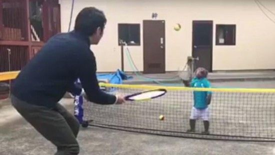 运动新星!日本6岁猴子打网球视频走红网络