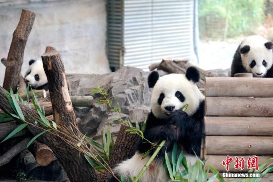 疫情未阻碍竹子供应 旅德大熊猫一家四口状态良好