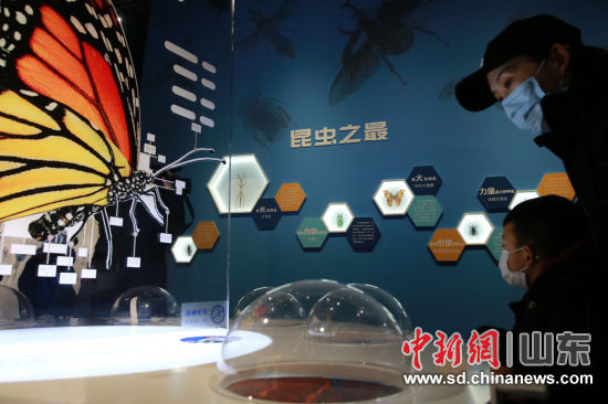 “虫•逢――世界珍稀昆虫标本展”29日在山东博物馆开展。梁�� 摄