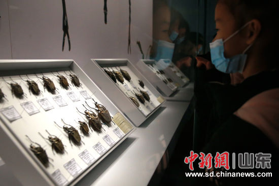 “虫•逢――世界珍稀昆虫标本展”29日在山东博物馆开展。梁�� 摄