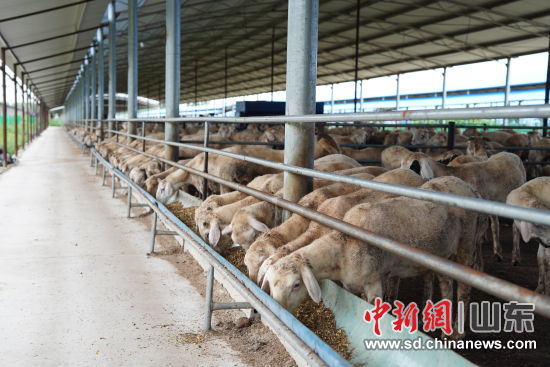 利津县黄河口滩羊产业园养殖棚内，正在进食的羊群。李路 摄
